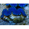WYSIWYG Tridacna maxima Bénitiers A8 (5-5.5 cm)