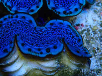 WYSIWYG Tridacna maxima Riesenmuscheln A8 (5 cm)
