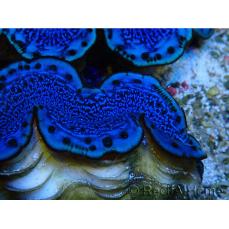 WYSIWYG Tridacna maxima Bénitiers A8 (5-5.5 cm)