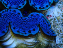 WYSIWYG Tridacna maxima Bénitiers A8 (5-5.5 cm)