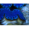 WYSIWYG Tridacna maxima Clams A8 (5 cm)