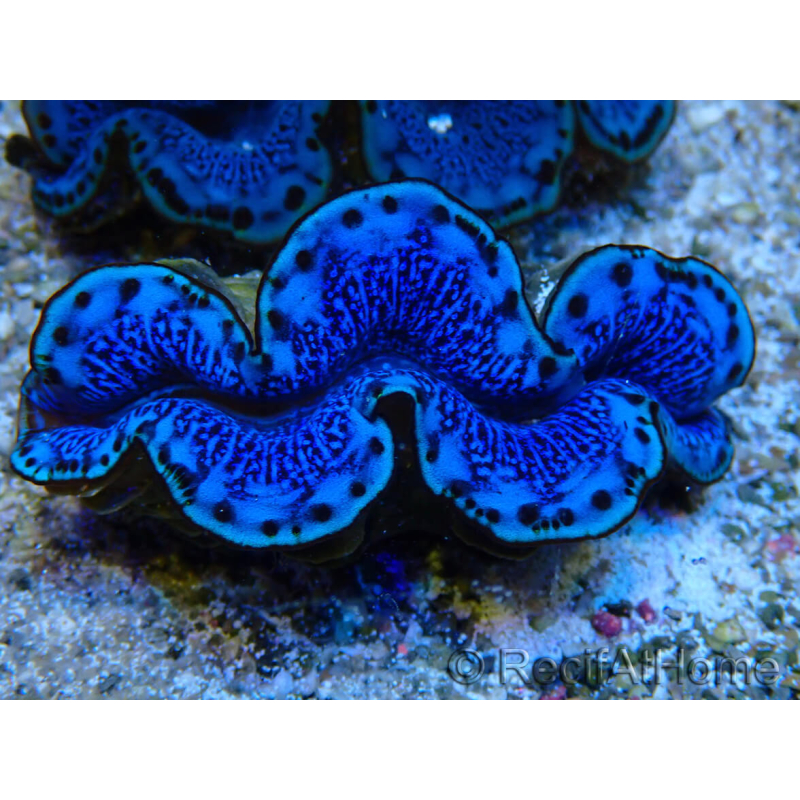 WYSIWYG Tridacna maxima Bénitiers A9 (6.5 cm)