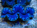 WYSIWYG Tridacna maxima Bénitiers A9 (5-5.5 cm)