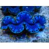 WYSIWYG Tridacna maxima Bivalvos A9 (6.5 cm)