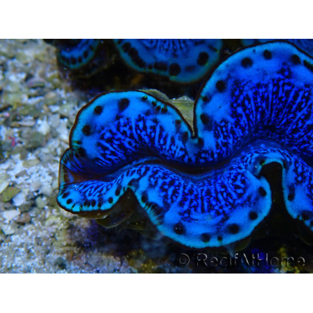 WYSIWYG Tridacna maxima Bénitiers A9 (5-5.5 cm)