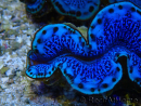 WYSIWYG Tridacna maxima Clams A9 (6.5 cm)