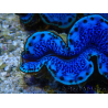 WYSIWYG Tridacna maxima Bivalvos A9 (6.5 cm)