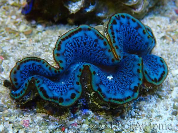 WYSIWYG Tridacna maxima Bénitiers A10 (5-5.5 cm)