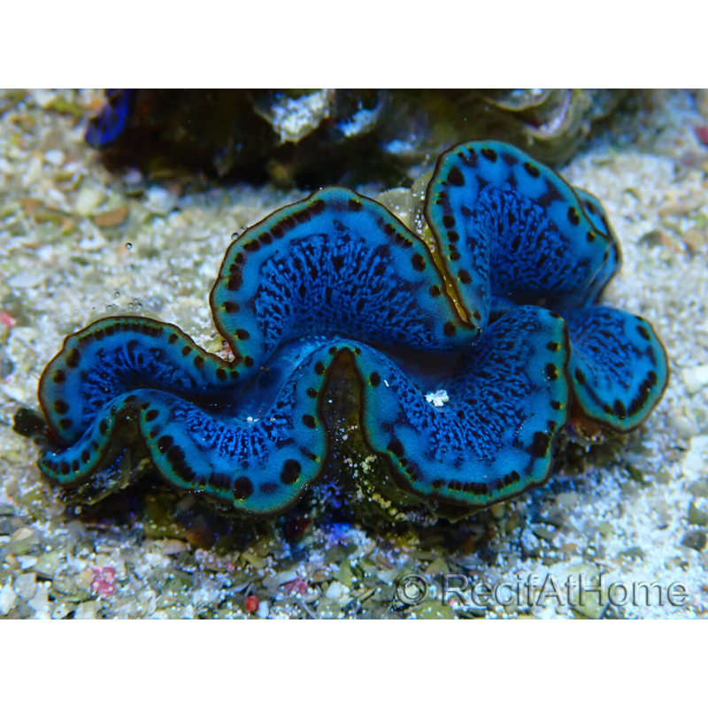 WYSIWYG Tridacna maxima Almejas F1 (6 cm)