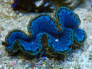 WYSIWYG Tridacna maxima Bénitiers A10 (5-5.5 cm)