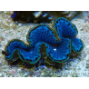 WYSIWYG Tridacna maxima Clams F1 (6 cm)