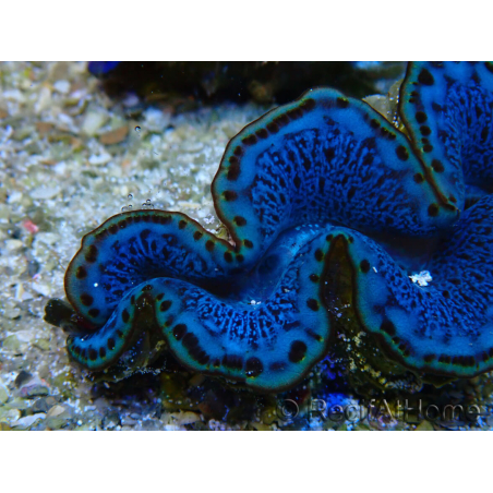 WYSIWYG Tridacna maxima Bénitiers A10 (5-5.5 cm)