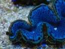 WYSIWYG Tridacna maxima Bénitiers A10 (5-5.5 cm)