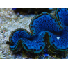 WYSIWYG Tridacna maxima Riesenmuscheln F1 (6 cm)