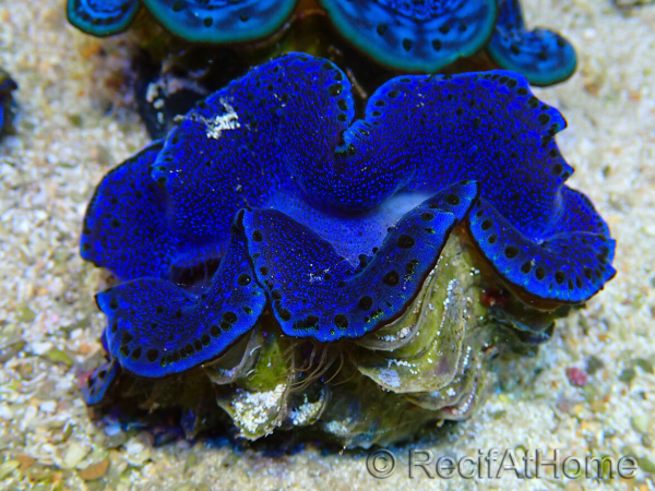 WYSIWYG Tridacna maxima Bénitiers A11 (5-5.5 cm)