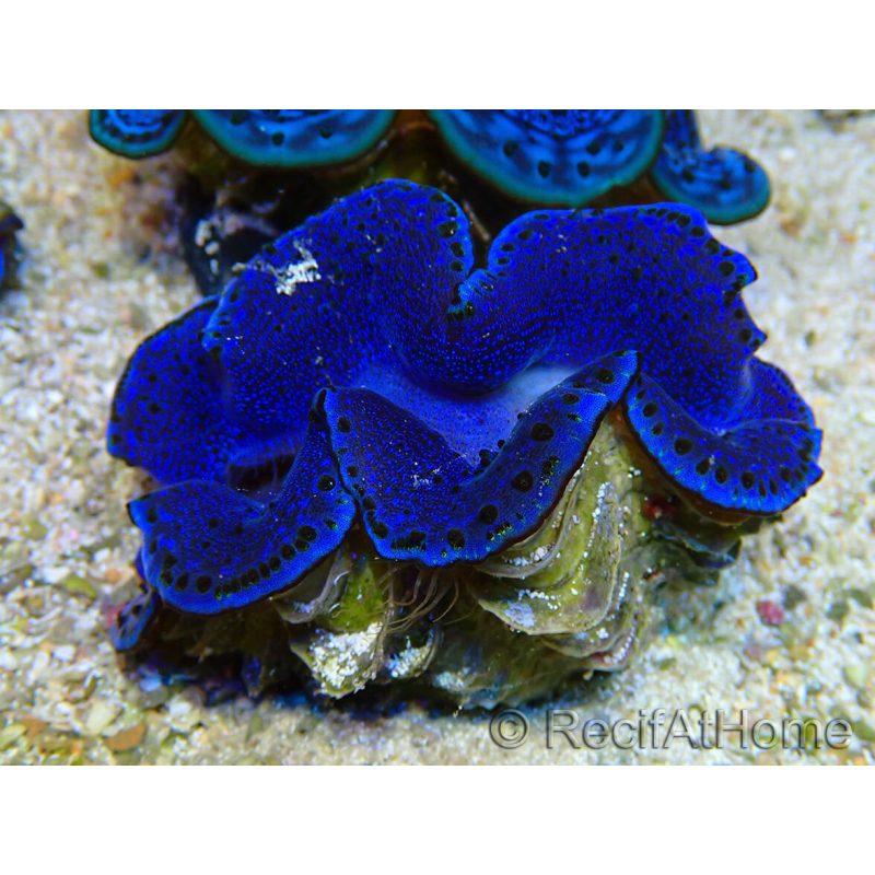 WYSIWYG Tridacna maxima Bénitiers A11 (5-5.5 cm)