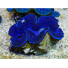 WYSIWYG Tridacna maxima Bénitiers A11 (5-5.5 cm)