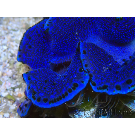 WYSIWYG Tridacna maxima Bénitiers A11 (5-5.5 cm)