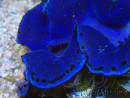 WYSIWYG Tridacna maxima Bénitiers A11 (5-5.5 cm)