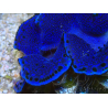 WYSIWYG Tridacna maxima Bénitiers A11 (5-5.5 cm)