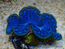WYSIWYG Tridacna maxima Clams F2 (6 cm)