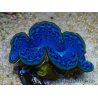 WYSIWYG Tridacna maxima Riesenmuscheln F2 (6 cm)