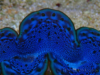 WYSIWYG Tridacna maxima Clams F2 (6 cm)
