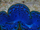 WYSIWYG Tridacna maxima Bivalvi F2 (6 cm)