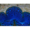 WYSIWYG Tridacna maxima Clams F2 (6 cm)