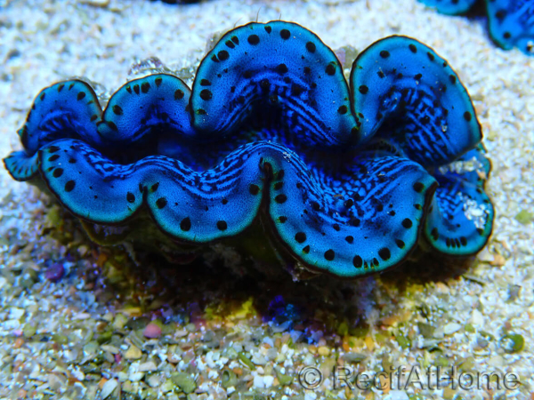 WYSIWYG Tridacna maxima Bénitiers B1 (5-5.5 cm)