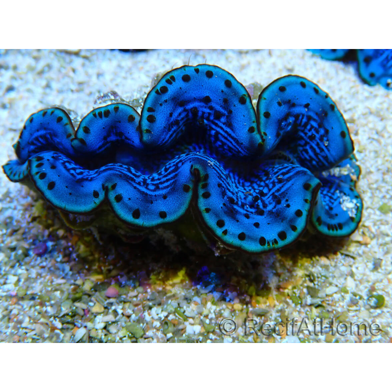 WYSIWYG Tridacna maxima B1