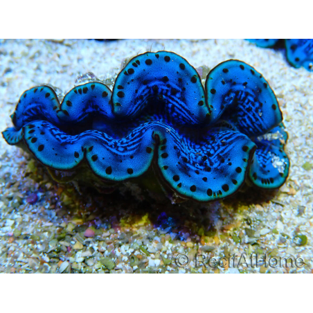 WYSIWYG Tridacna maxima Bénitiers B1 (5-5.5 cm)
