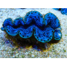 WYSIWYG Tridacna maxima B1