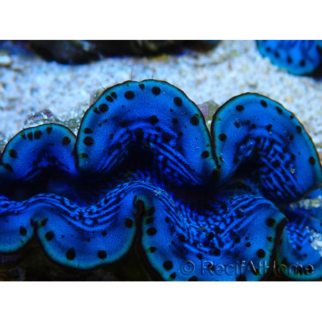WYSIWYG Tridacna maxima B1