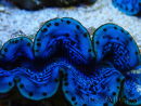 WYSIWYG Tridacna maxima B1