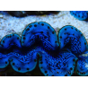 WYSIWYG Tridacna maxima Bénitiers B1 (5-5.5 cm)