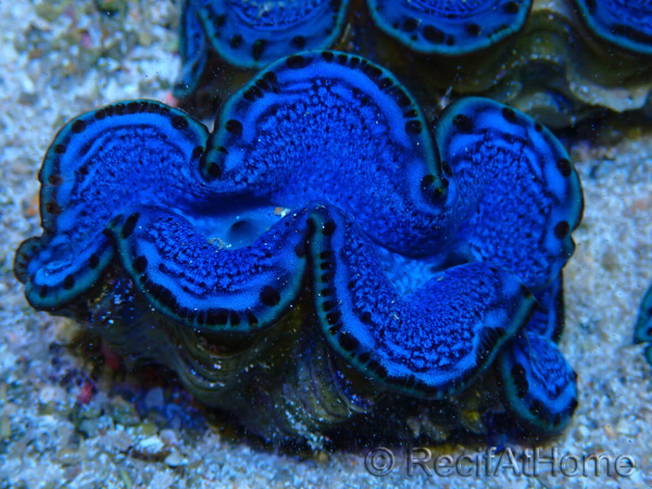 WYSIWYG Tridacna maxima B2