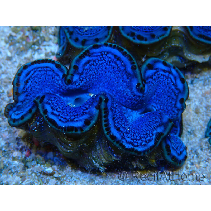 WYSIWYG Tridacna maxima B2