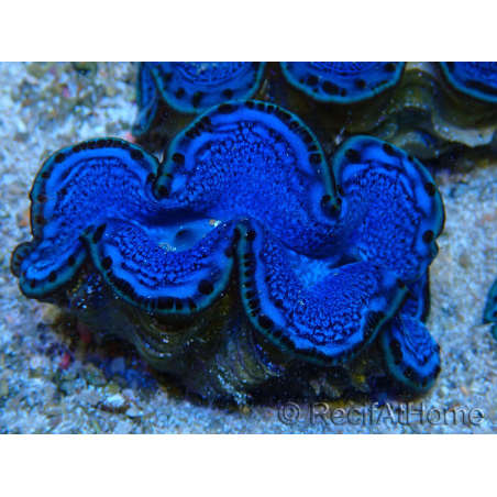 WYSIWYG Tridacna maxima Bénitiers B2 (5-5.5 cm)