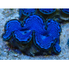 WYSIWYG Tridacna maxima B2