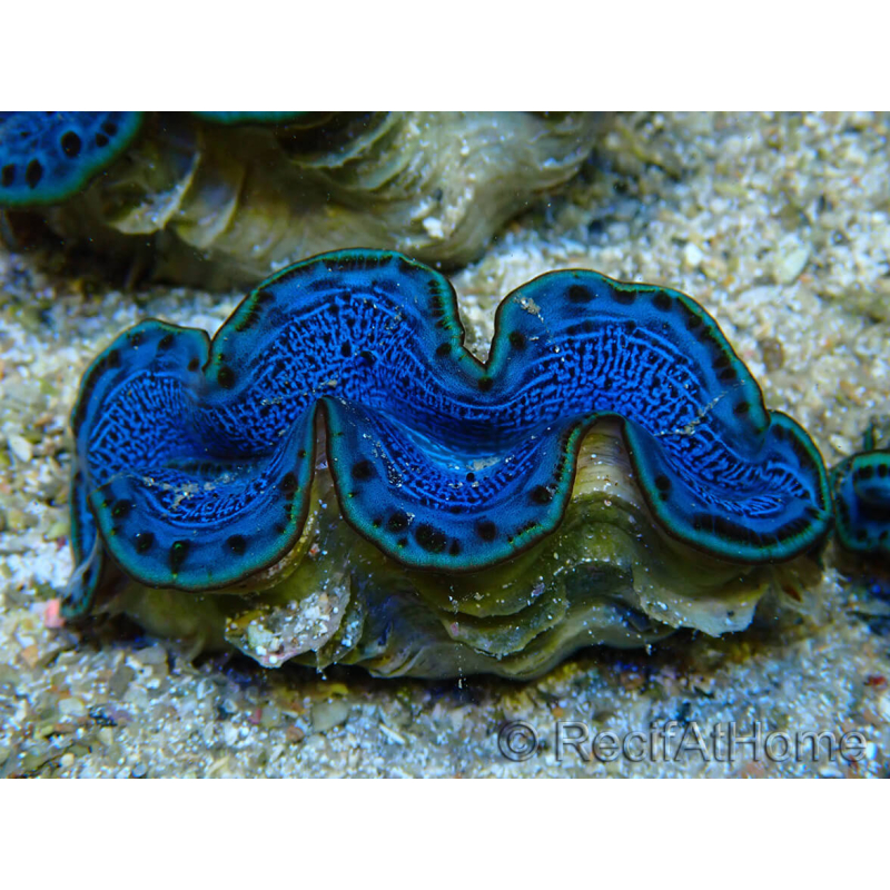 WYSIWYG Tridacna maxima Bénitiers B3 (5-5.5 cm)
