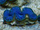 WYSIWYG Tridacna maxima B3