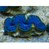 WYSIWYG Tridacna maxima B3
