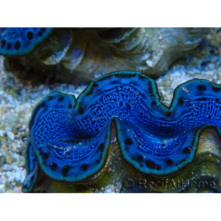 WYSIWYG Tridacna maxima Bénitiers B3 (5-5.5 cm)