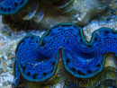 WYSIWYG Tridacna maxima B3