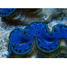 WYSIWYG Tridacna maxima Bénitiers B3 (5-5.5 cm)