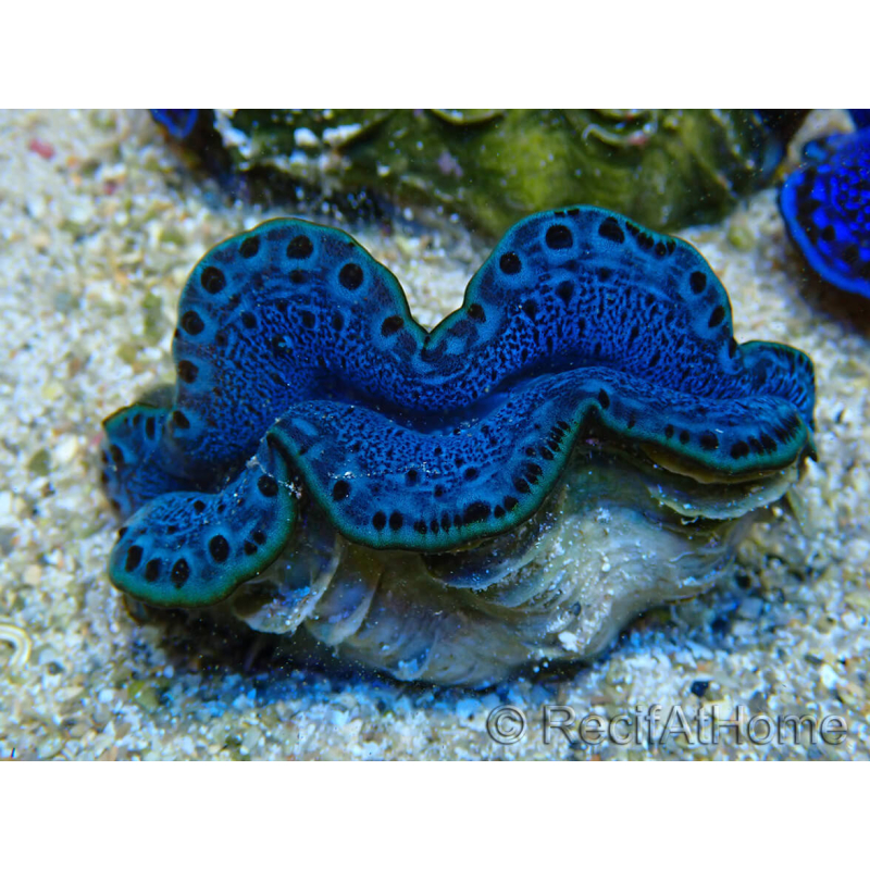 WYSIWYG Tridacna maxima B4