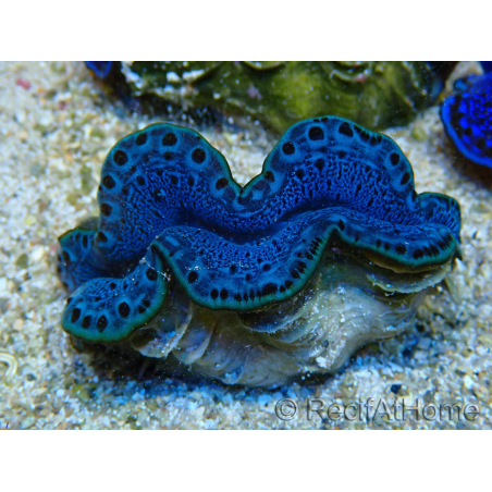 WYSIWYG Tridacna maxima B4