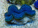 WYSIWYG Tridacna maxima B4