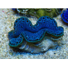 WYSIWYG Tridacna maxima Bénitiers B4 (5-5.5 cm)